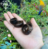 NHẪN TRẦM HƯƠNG KHẮC TÊN - anh 2