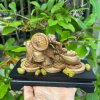 TRẦM HƯƠNG VN- DI LẶC KÉO BAO TIỀN - anh 3